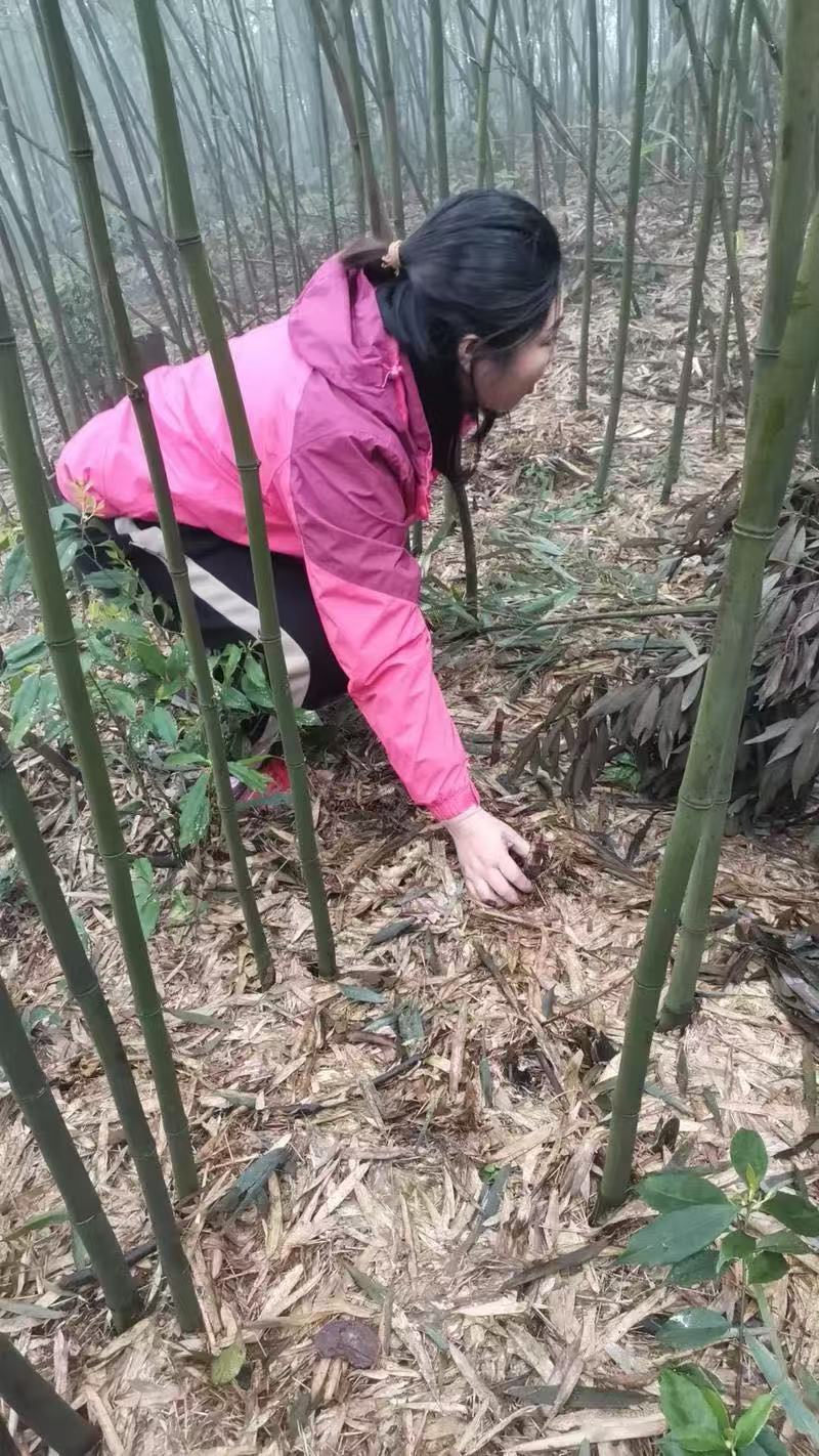 四川峨边三月笋一手货源量大从优保质保量对接全国