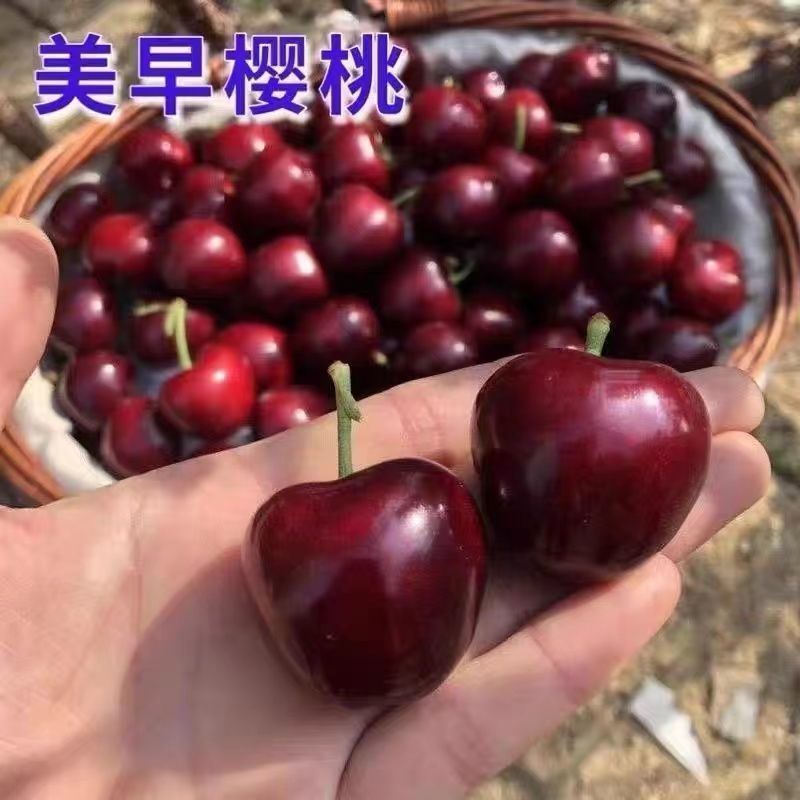 推荐樱桃美早樱桃萨米托布鲁克斯产地直供