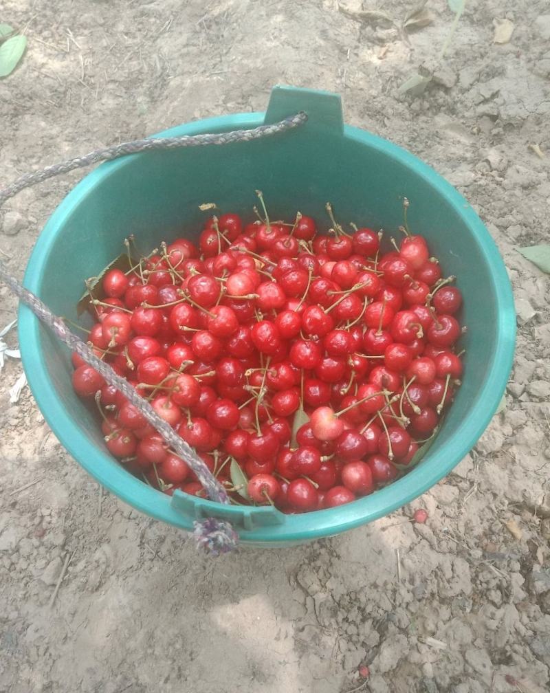 【品质保障】大荔樱桃基地直供量大优惠对接批发电商