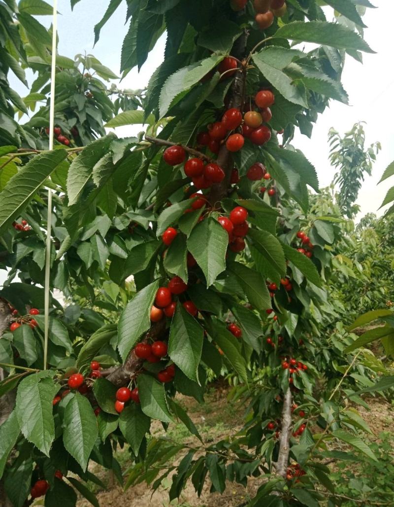 【品质保障】大荔樱桃基地直供量大优惠对接批发电商