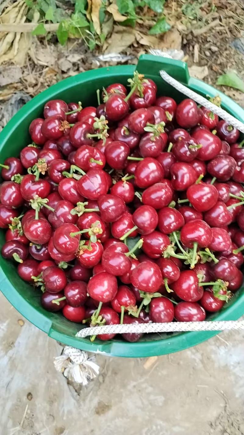 【品质保障】大荔樱桃基地直供量大优惠对接批发电商