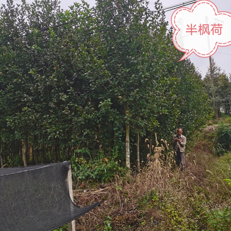半枫荷，金缕梅科的半枫荷，药材半枫荷，正宗半枫荷