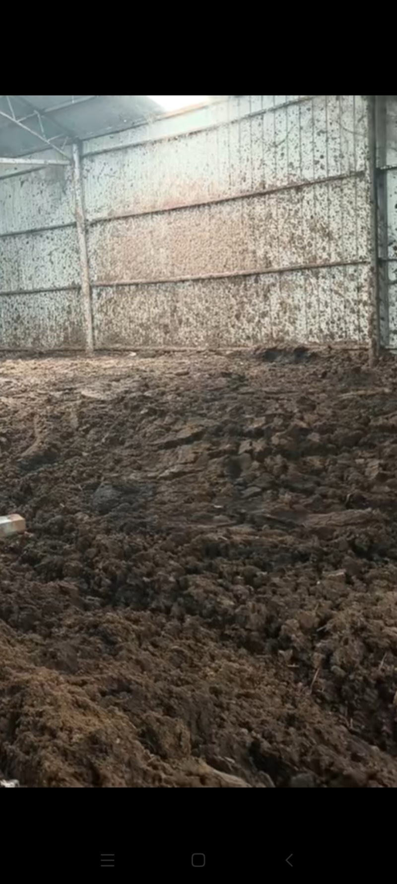 牛粪湿牛粪有机肥水果果树花卉香菇蘑菇小麦水稻用增产效果好