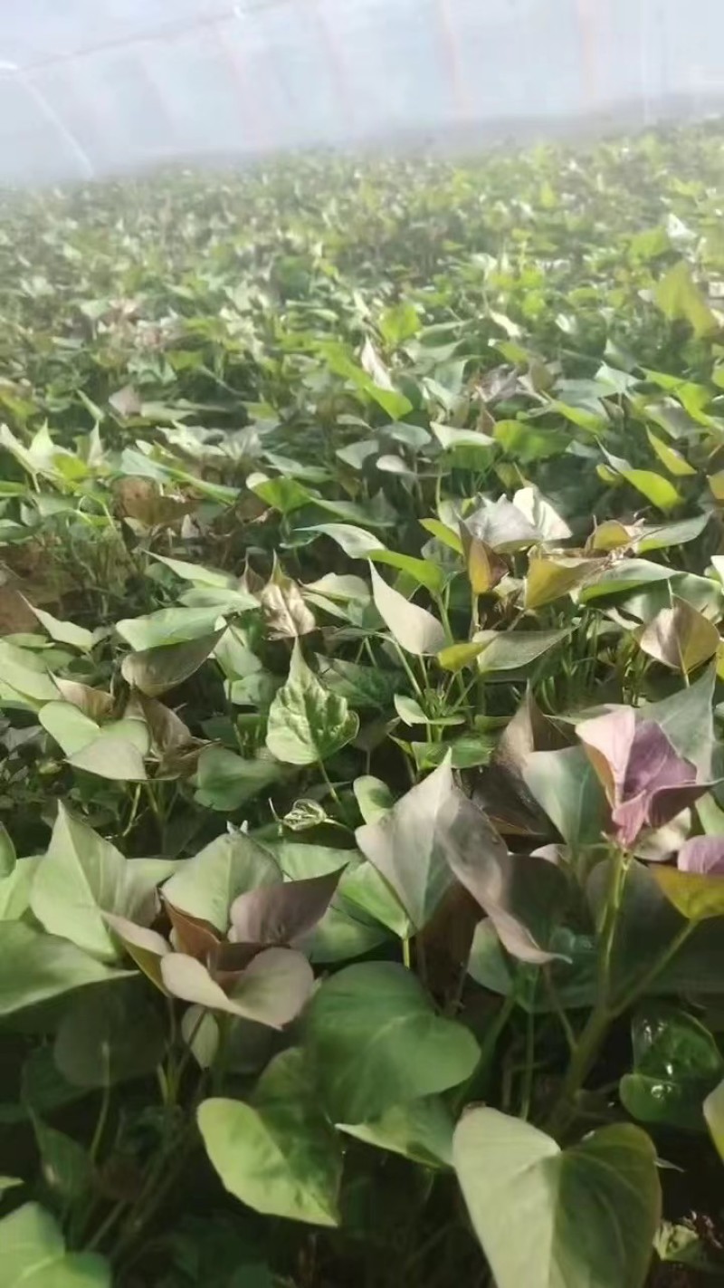 西瓜红苗红薯苗脱毒高产红薯苗苗地直发成活率高欢迎订