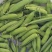 碗豆角已上市