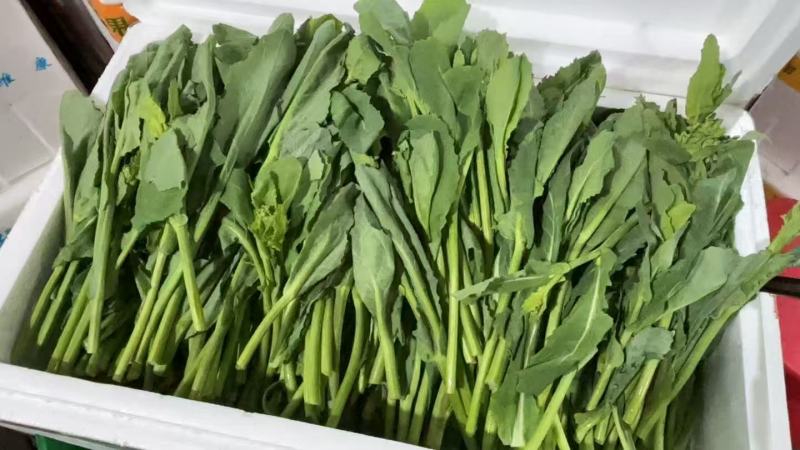 上市了，硒菜苔油菜苔板蓝甘青菜苗