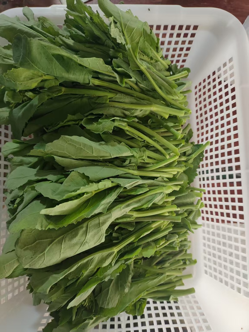 上市了，硒菜苔油菜苔板蓝甘青菜苗