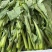 上市了，硒菜苔油菜苔板蓝甘青菜苗