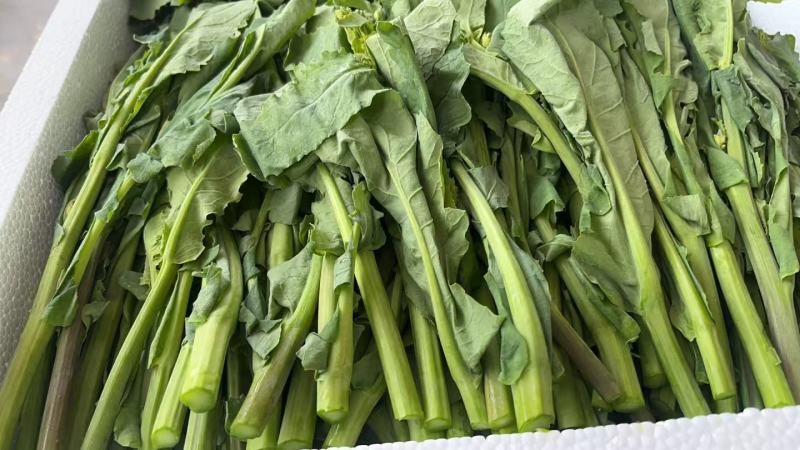 上市了，硒菜苔油菜苔板蓝甘青菜苗
