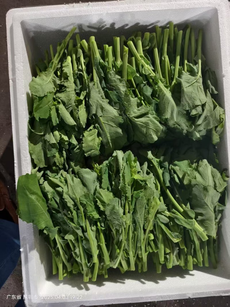 上市了，硒菜苔油菜苔板蓝甘青菜苗
