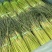 精品红帽蒜苔产地直供大量有货，对接超市电商批发市场