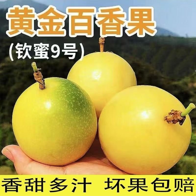 黄金百香果钦蜜9号