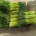 蒜苔/红帽蒜苔/周口蒜苔/淮阳蒜苔/河南蒜苔/全国发货