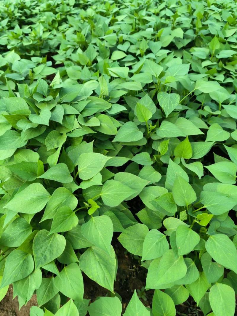 商薯苗商薯19红薯苗基地直供欢迎联系价格优成活