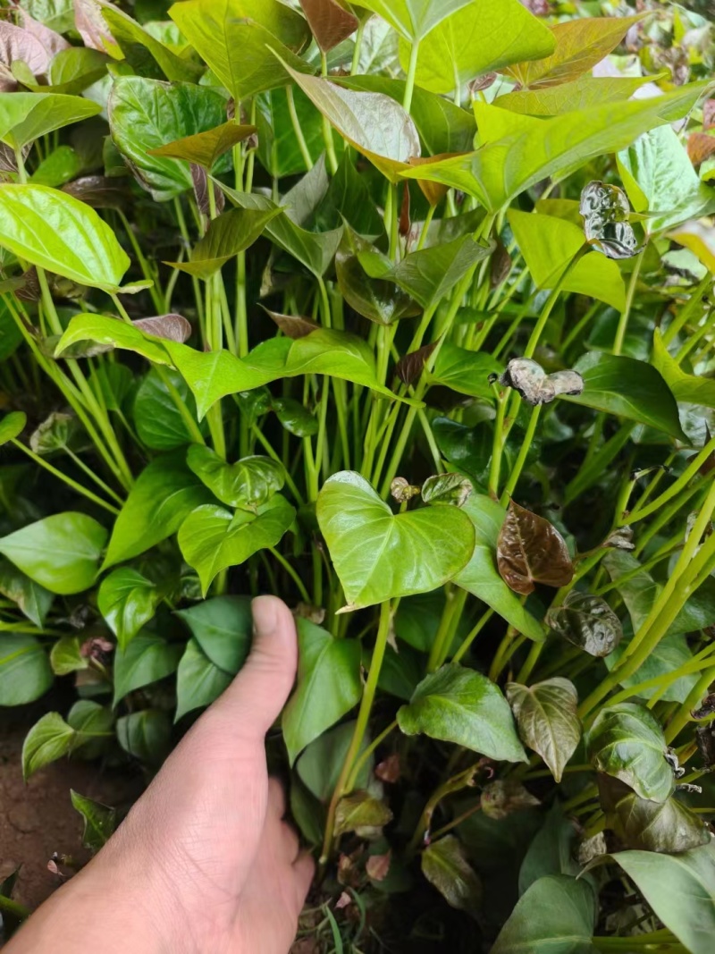 烟薯苗苗地直供价格实惠欢迎联系订购量大从优