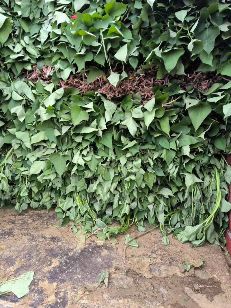烟薯苗苗地直供价格实惠欢迎联系订购量大从优