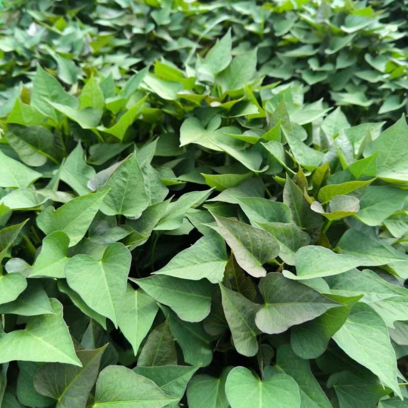 烟薯苗苗地直供价格实惠欢迎联系订购量大从优