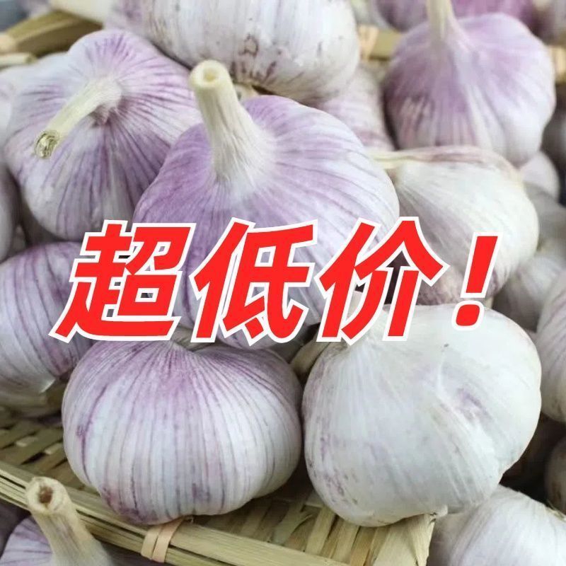 大蒜紫皮蒜电商供应质量好价格低诚信为本欢迎来电
