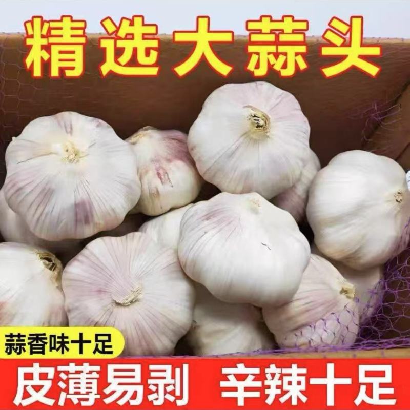 大蒜紫皮蒜电商供应质量好价格低诚信为本欢迎来电