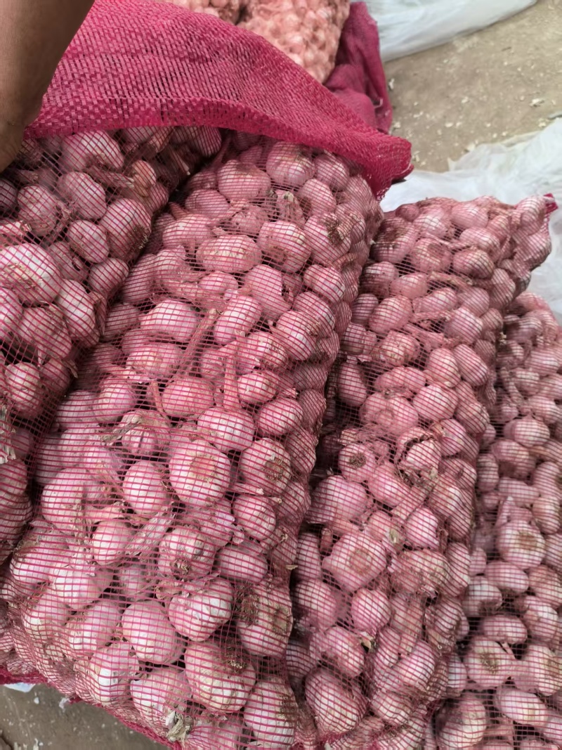大蒜紫皮蒜电商供应质量好价格低诚信为本欢迎来电
