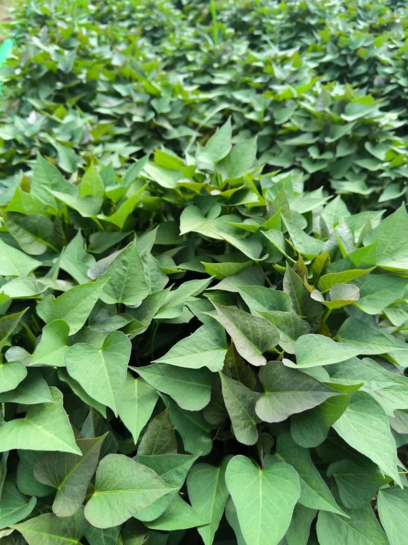 烟薯苗苗地直供价格实惠欢迎联系订购量大从优