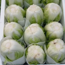 河北邯郸基地夏阳白菜大量上市，质量好，货源充足，量大
