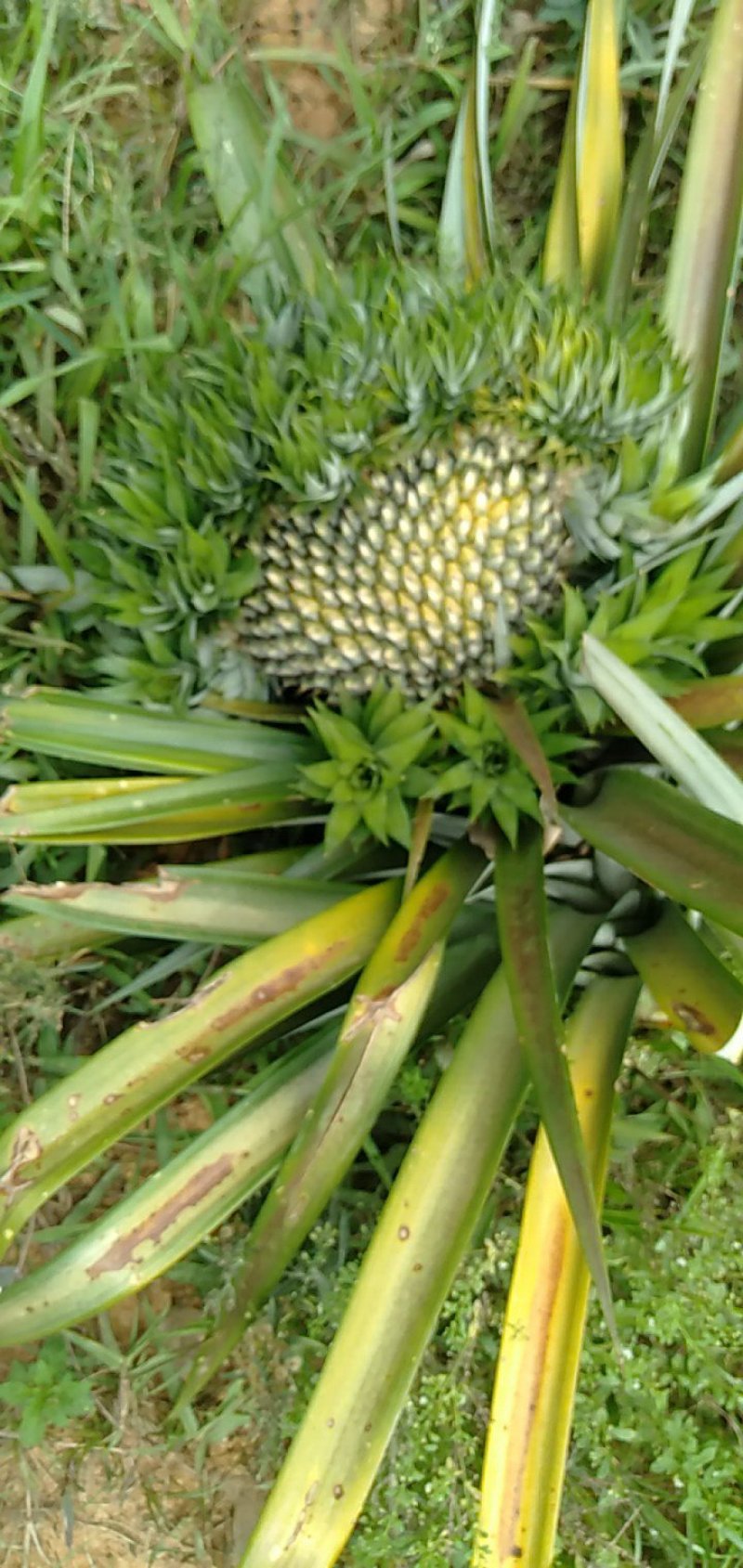 广东徐闻凤梨，香甜多汁，市场热供，可视频看货