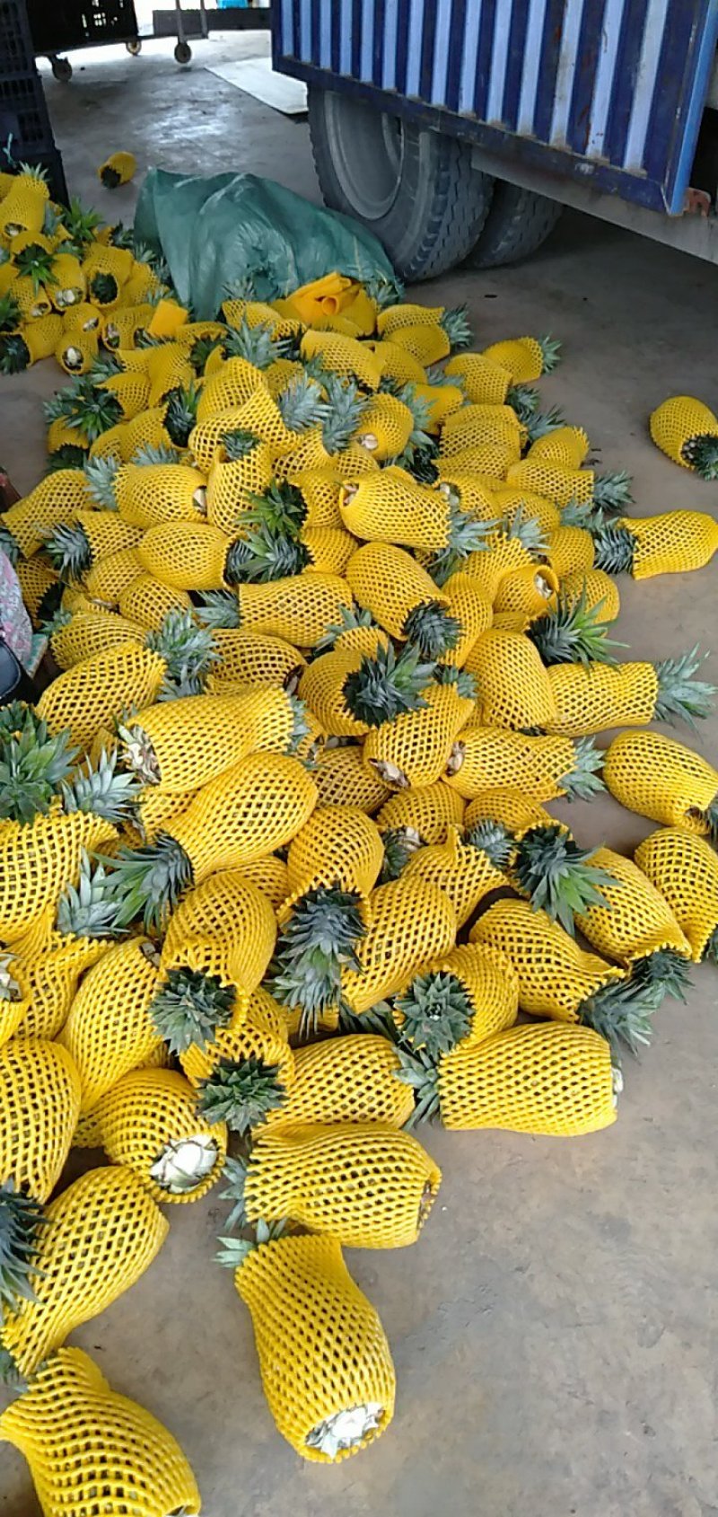 广东徐闻凤梨，香甜多汁，市场热供，可视频看货