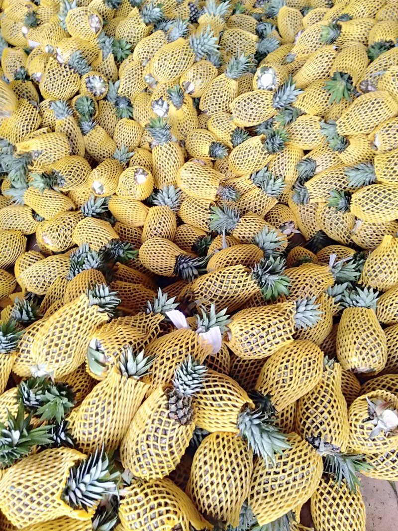 广东徐闻凤梨，香甜多汁，市场热供，可视频看货
