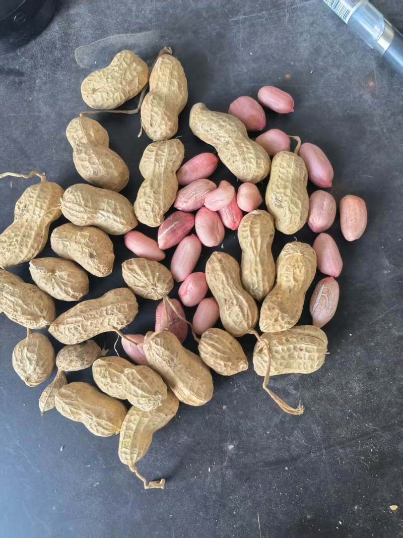 精品鲜花生专业对接电商，市场，加工厂，大量上市