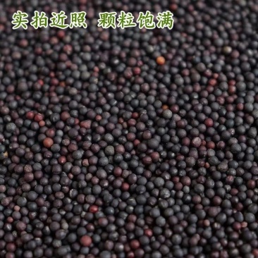 油菜籽一手货源质量保证，量大从优，视频看货对接全国
