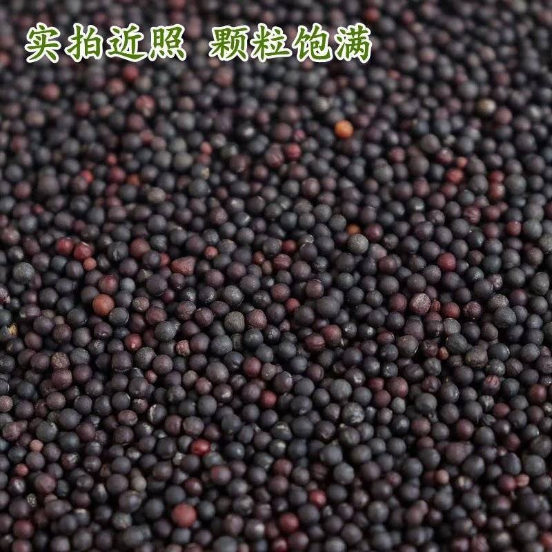 油菜籽一手货源质量保证，量大从优，视频看货对接全国