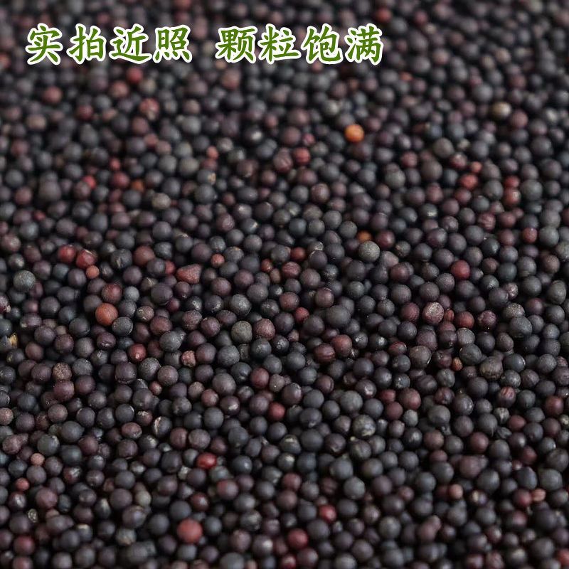 油菜籽一手货源质量保证，量大从优，视频看货对接全国