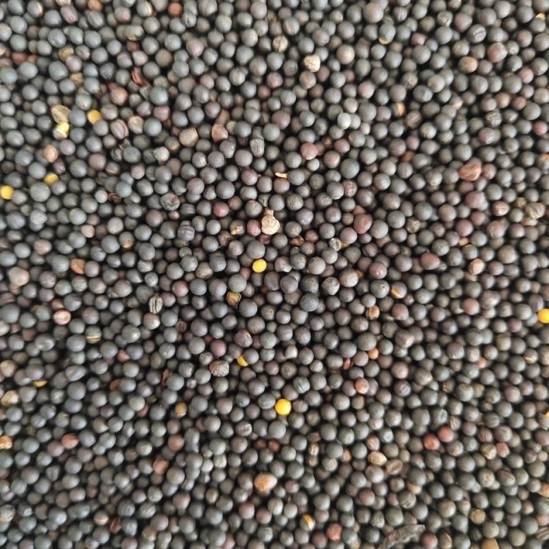 油菜籽一手货源质量保证，量大从优，视频看货对接全国
