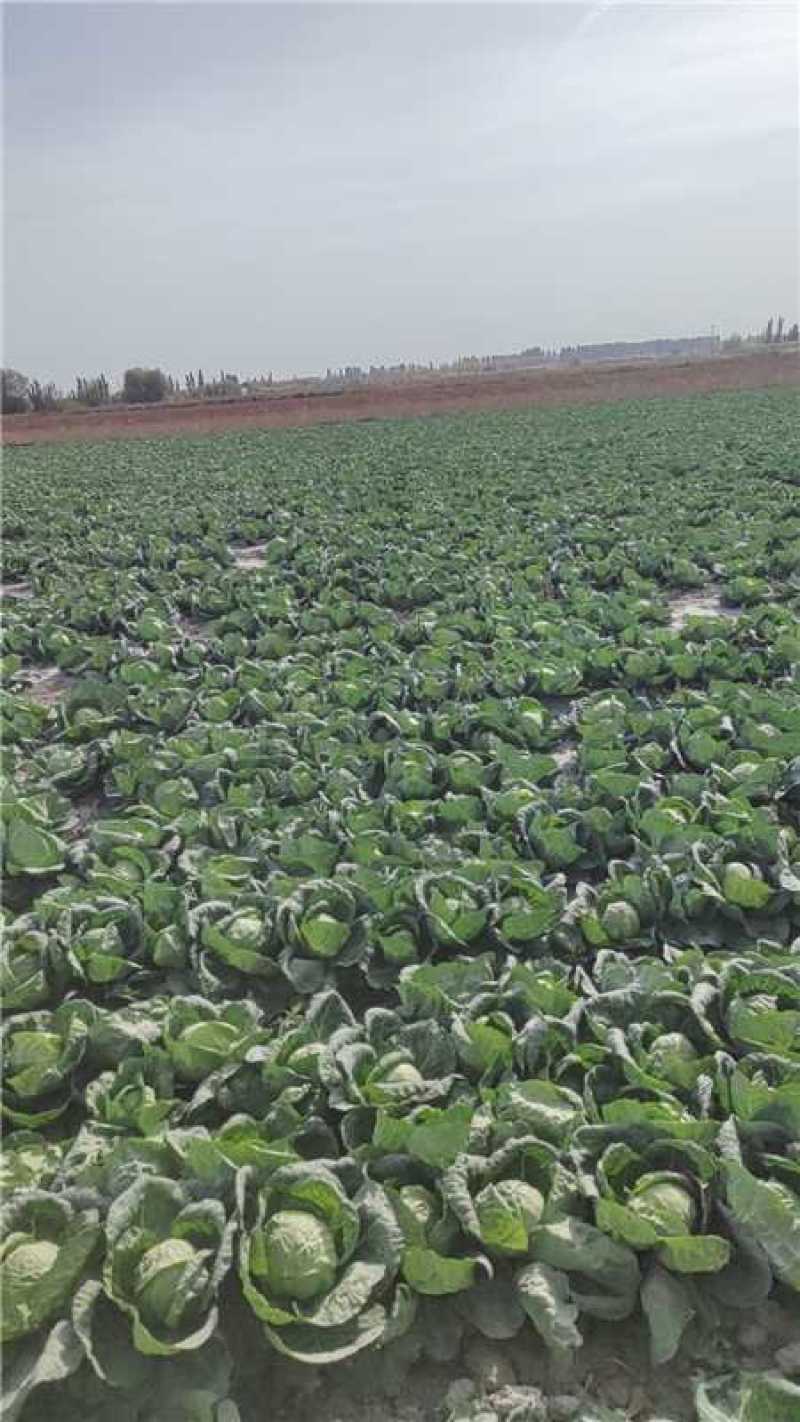 河北邯郸甘蓝大量有货，欢迎咨询实地看货代办一条龙服务