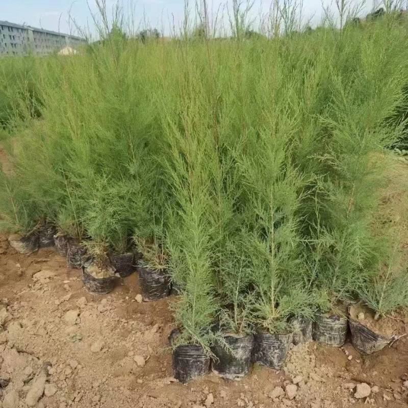 柽柳抗盐碱红柳