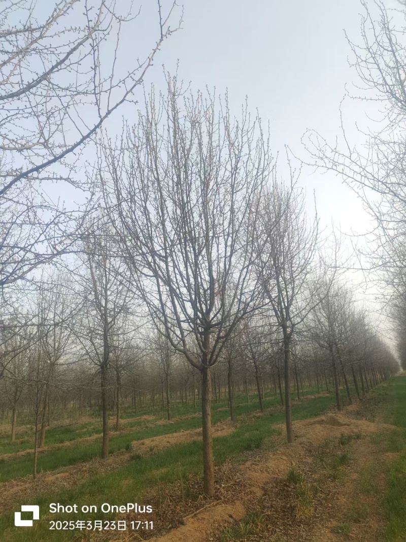 杜梨小苗