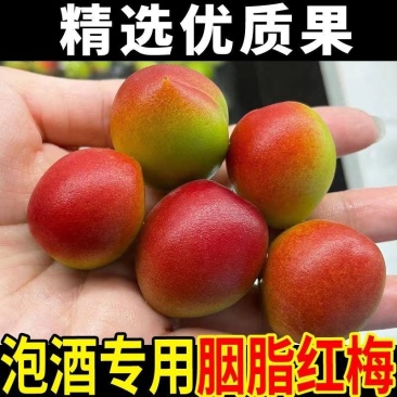 诏安胭脂红梅全国发货。一件代发批发