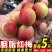 诏安胭脂红梅全国发货。一件代发批发