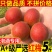 诏安胭脂红梅全国发货。一件代发批发
