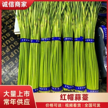 红帽蒜薹河南蒜薹产地现货，规格齐全，量大价优代发全国