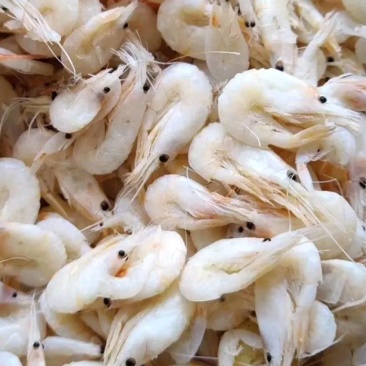 小河虾