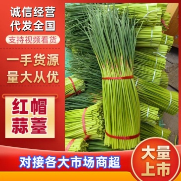 河南红帽蒜薹大量现货供应，现摘现发，对接全国市场批发商