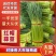 河南红帽蒜薹大量现货供应，现摘现发，对接全国市场批发商