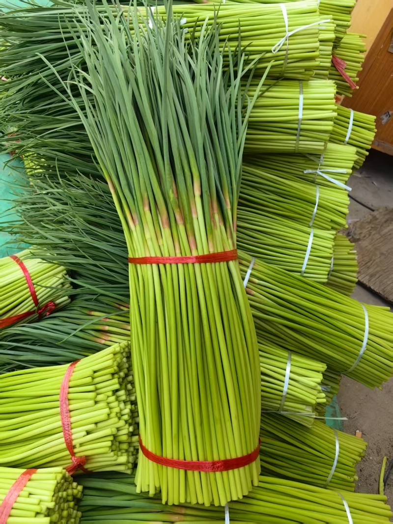 河南红帽蒜薹大量现货供应，现摘现发，对接全国市场批发商