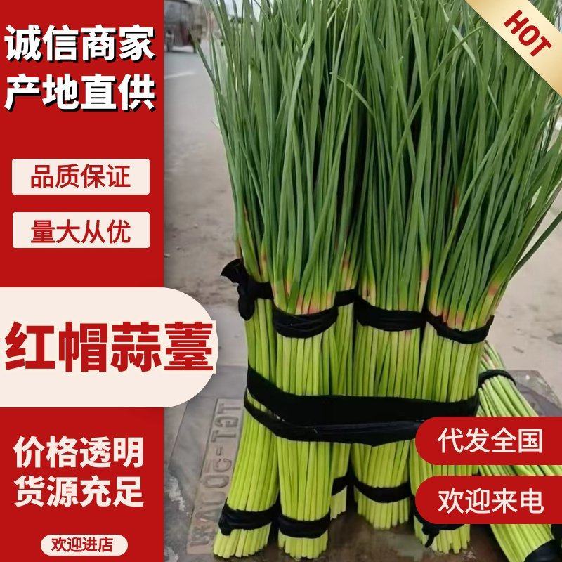 蒜薹河南红帽蒜薹产地一手货源（热卖推荐）可视频看货发全国