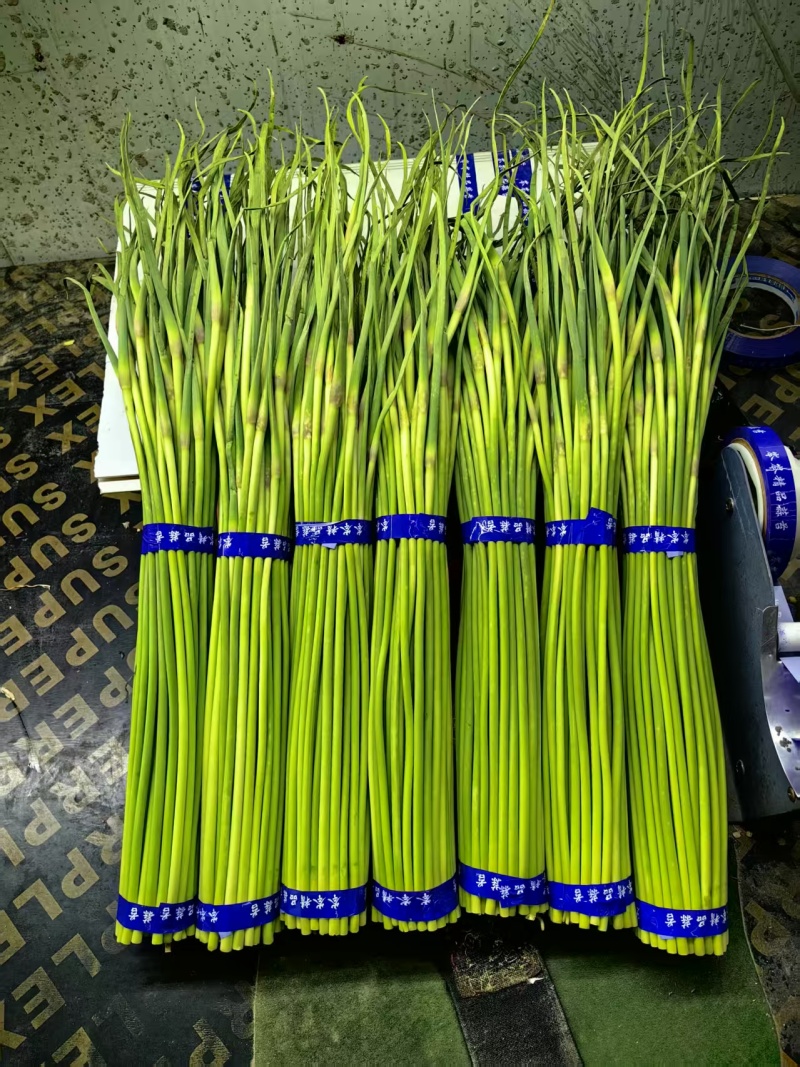 蒜薹河南红帽蒜薹产地一手货源（热卖推荐）可视频看货发全国