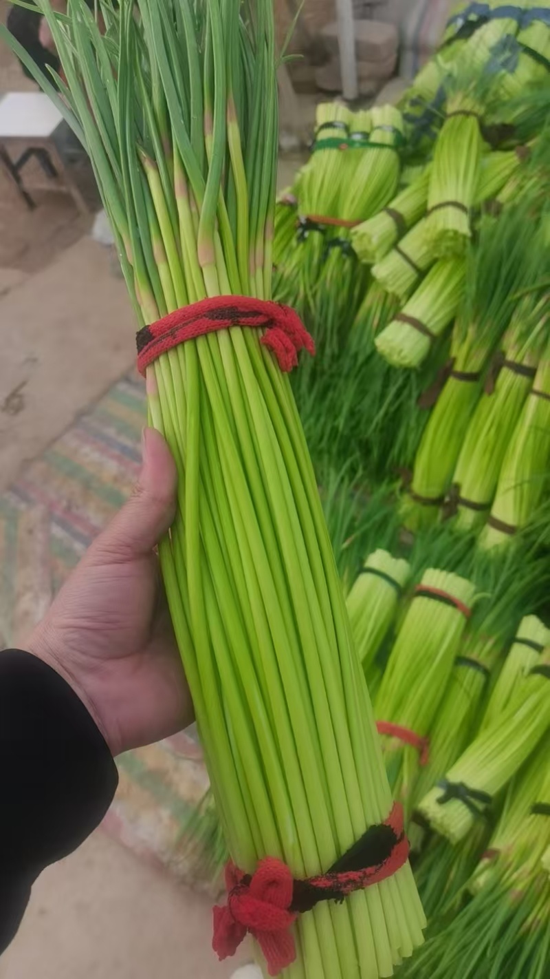 蒜薹，红帽蒜薹，全国发货，支持视频查看，量大从优，欢迎来电
