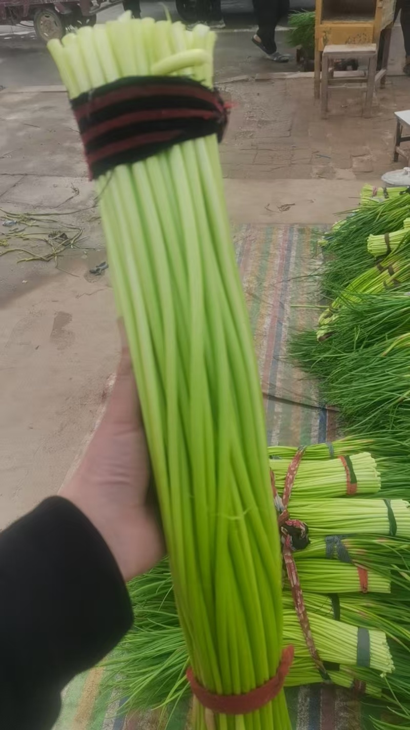 蒜薹，红帽蒜薹，全国发货，支持视频查看，量大从优，欢迎来电