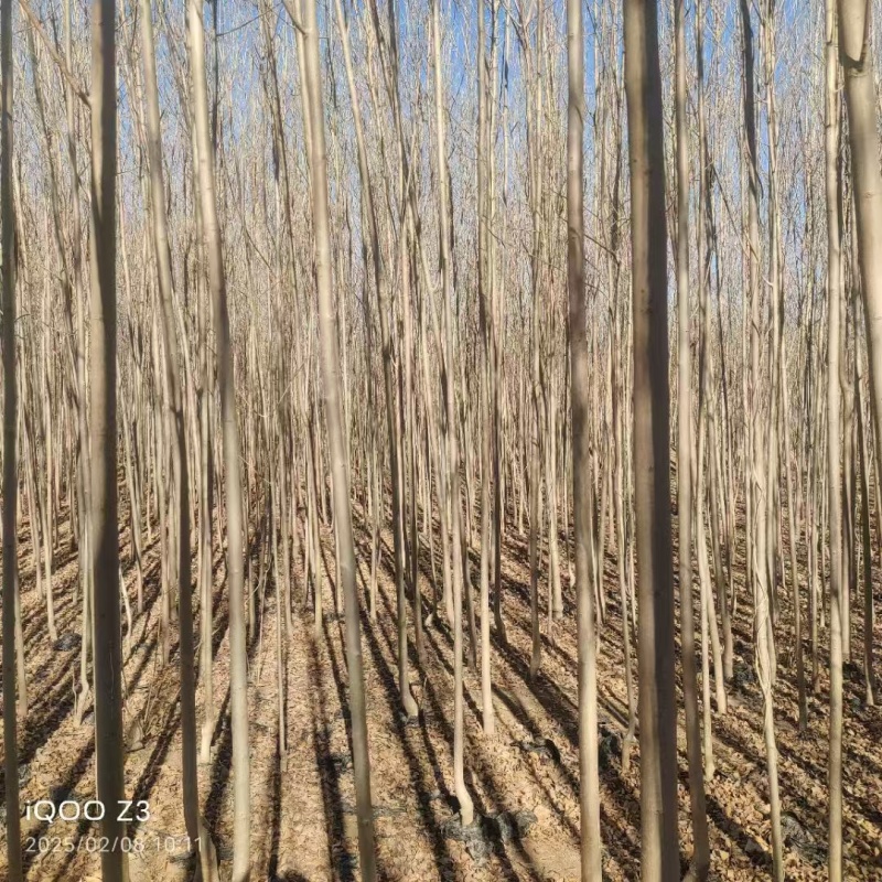 白蜡苗